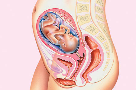 Các giai đoạn của bào thai