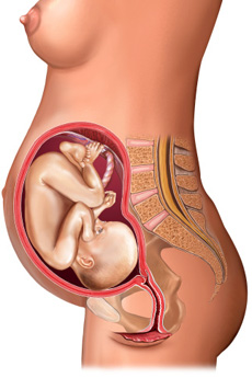 Sự phát triển của em bé trong 3 tháng giữa thai kỳ
