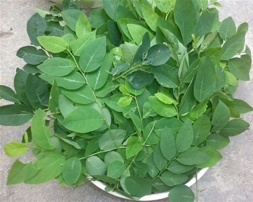 Trị tưa lưỡi cho bé