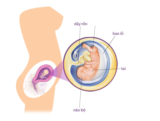 Các giai đoạn của bào thai