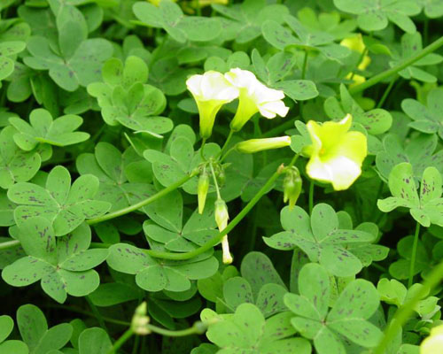 Trị ho có đờm cho bé bằng me đất